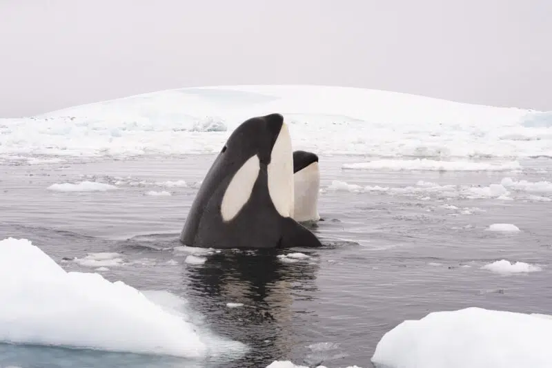 2 orcas hunting in Antarctica wildlife