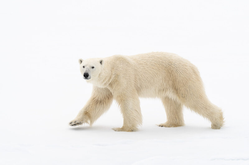 A Polar Bear in North East Greenland PONANT