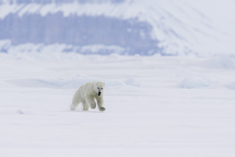 A polar bear on the sea ice in Lancaster Sound