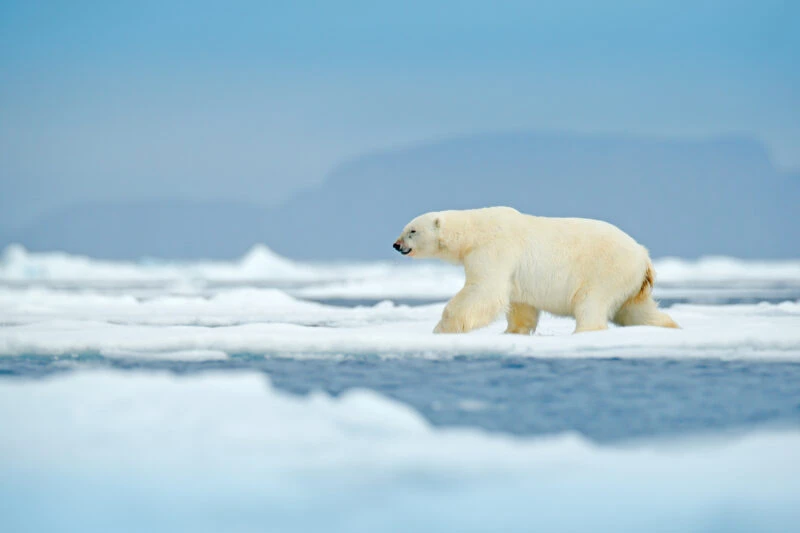 A polar bear walking on sea ice in the Arctic