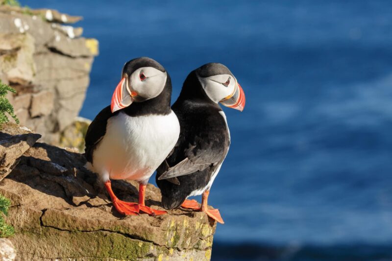 Puffins