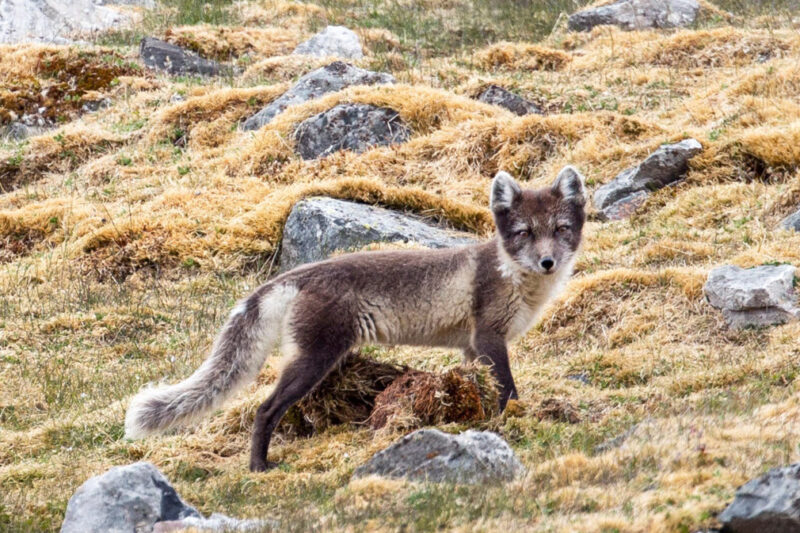 Arctic fox Canadian Arctic Northwest Passage Cruise PONANT