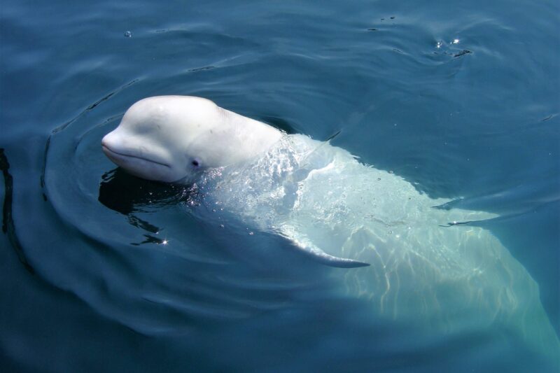 Beluga Whales in Arctic