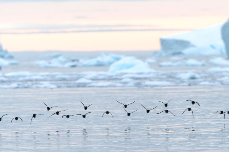 Birds in East Greenland Icebreaker cruise PONANT