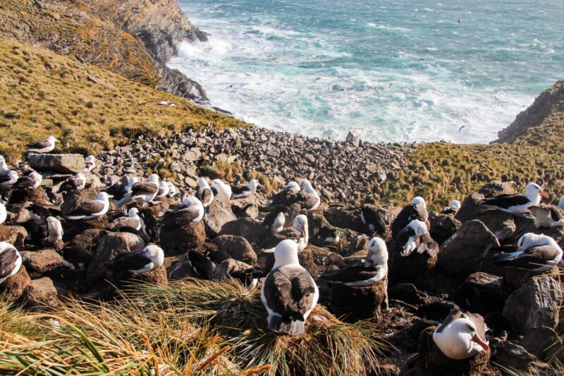 Black-browed albatrosses on New Island, Falkland Islands