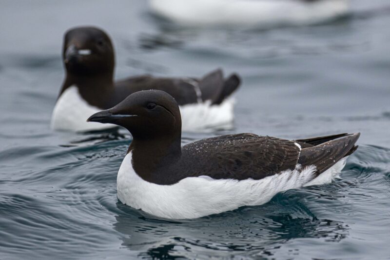 guillemots in the Arctic near the North pole