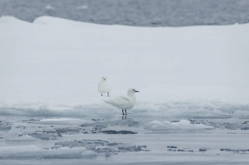 From the St Lawrence to Greenland, the Last Moments of Winter PONANT