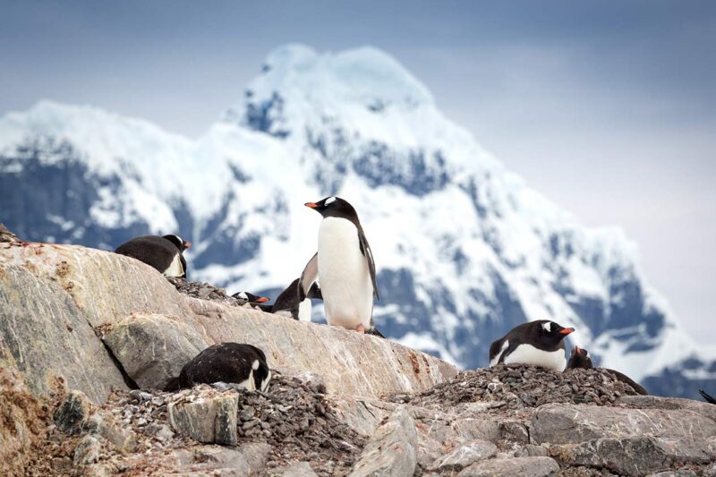 Gentoo penguins in Antarctica with a mountain in the background