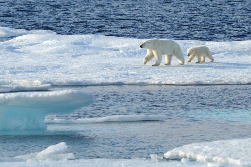 Polar bears on a Svalbard icebreaker cruise