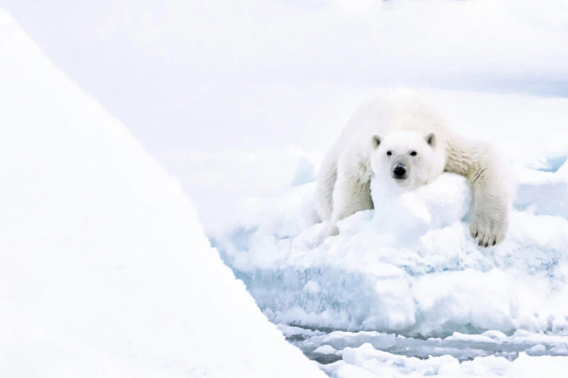 polar bear on an icebreaker cruise