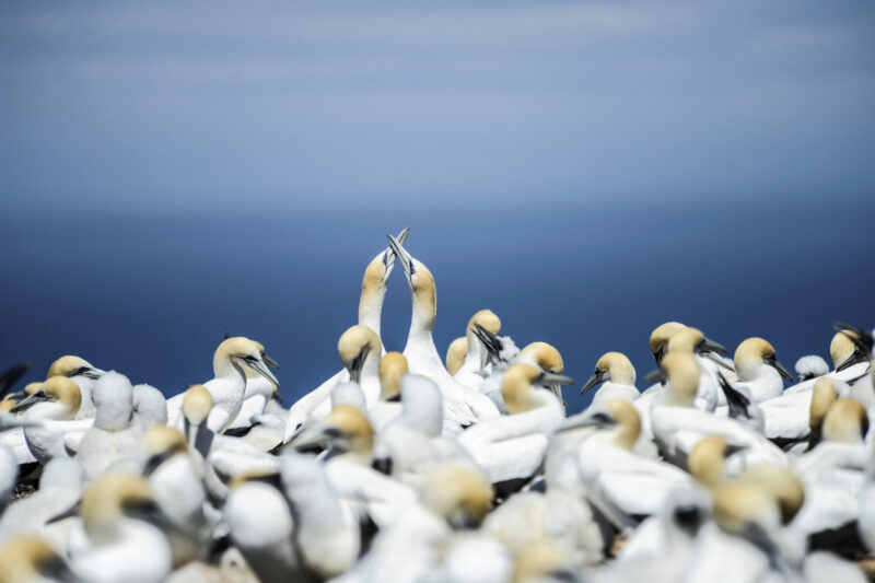 New Zealand birds