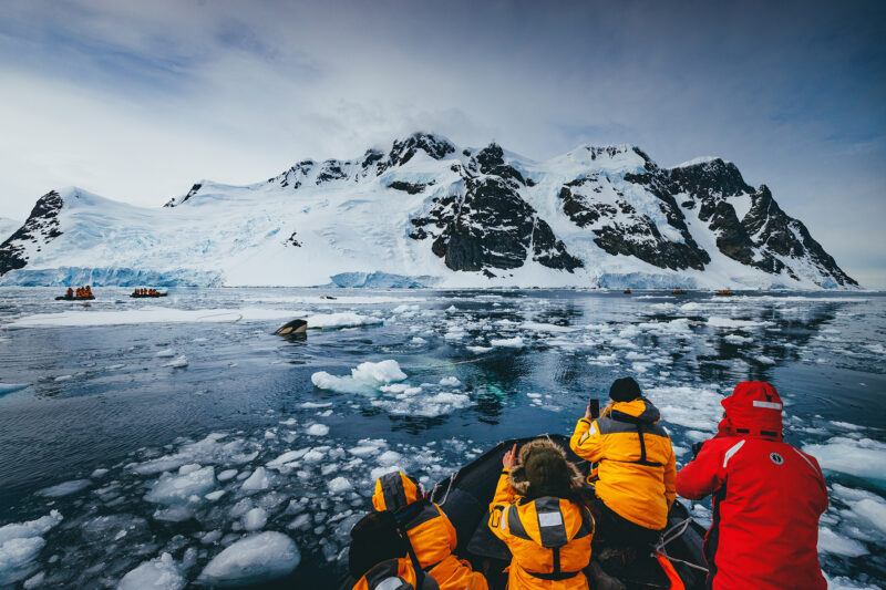 Orca seen from Zodiac on an Antarctica expedition cruise