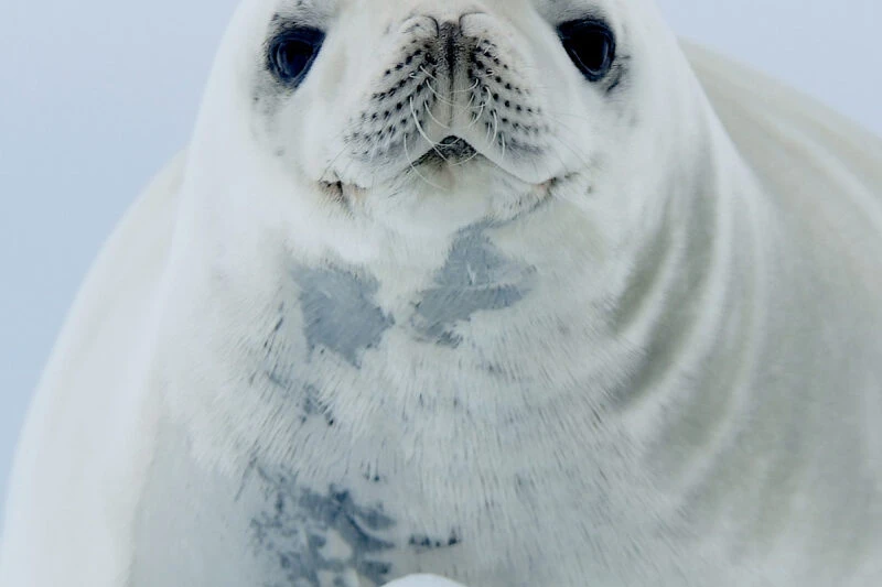 seal in Antarctica