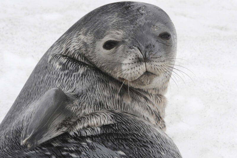 Seal in Antarctica