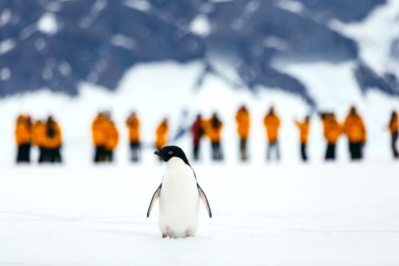 penguin in Antarctica