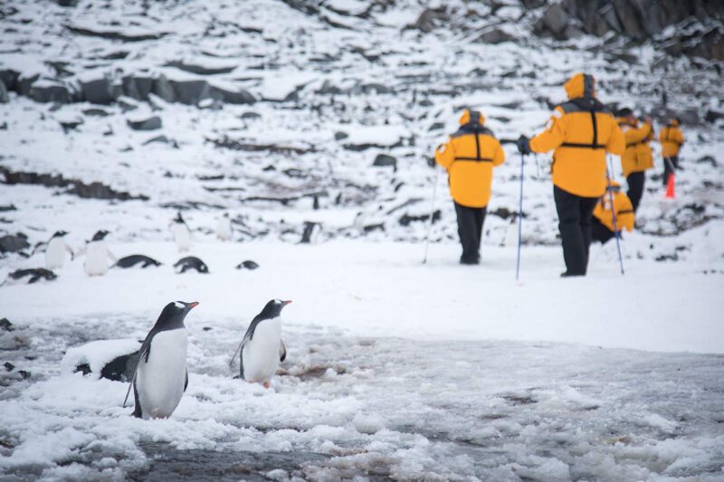 penguins in Antarctica