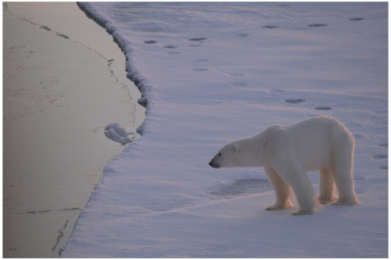 polar bear close to the north pole