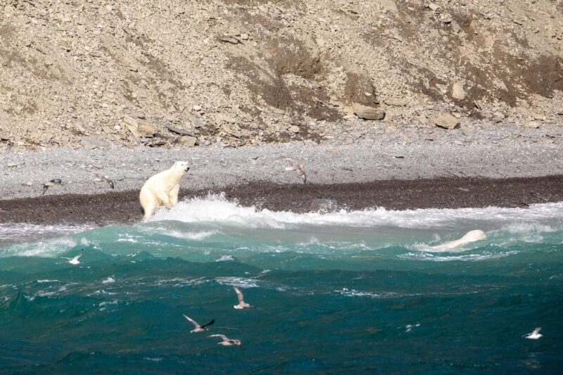 Polar bear hunting a beluga whale in the Northwest Passage