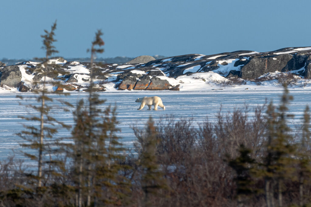 polar bear in Churchill Canada