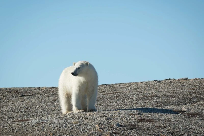 polar bear in Svalbard