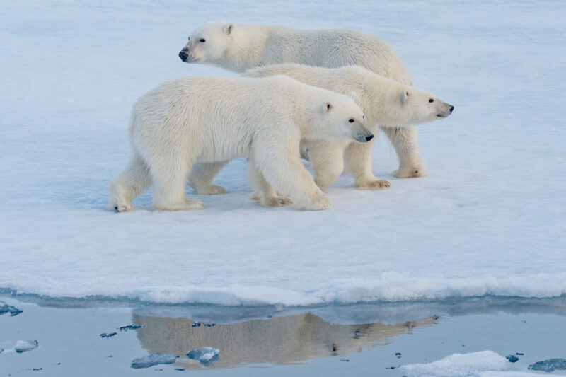 Polar bears in the Beaufort sea PONANT
