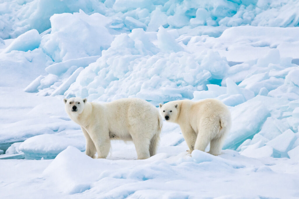 polar bears best places to visit in the Arctic