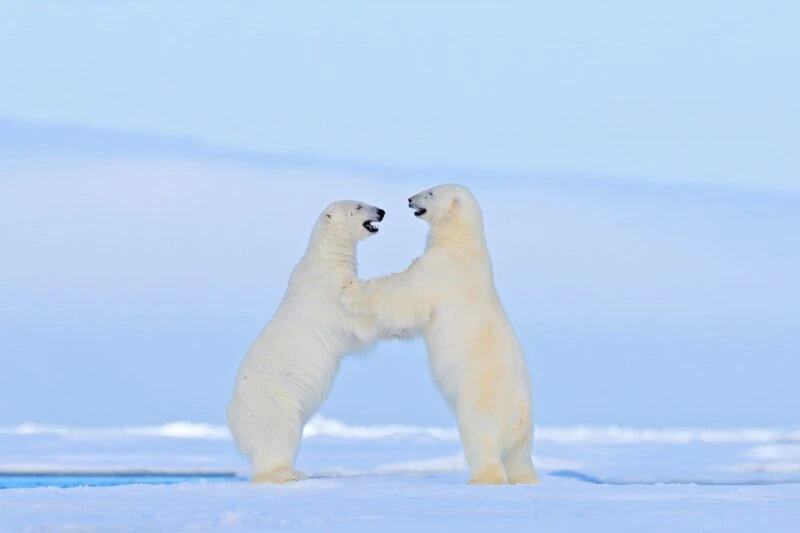 North Pole Animals polar bears