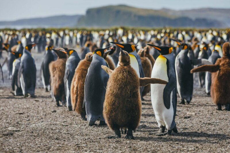 ing-Penguins-South-Georgia-Credit