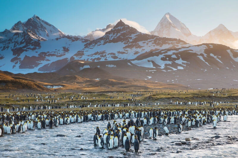 Saint Andrews Bay and King Penguins South Georgia Island Cruises
