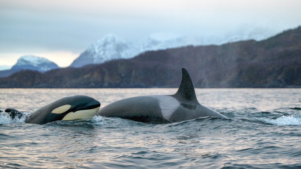 Orcas in Skjervoy- Arctic Norway