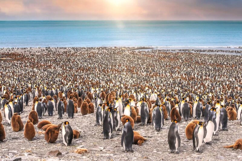South Georgia island cruises king Penguins At Sunrise