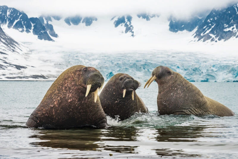 Walruses in Svalbard Spitsbergen resting on ice
