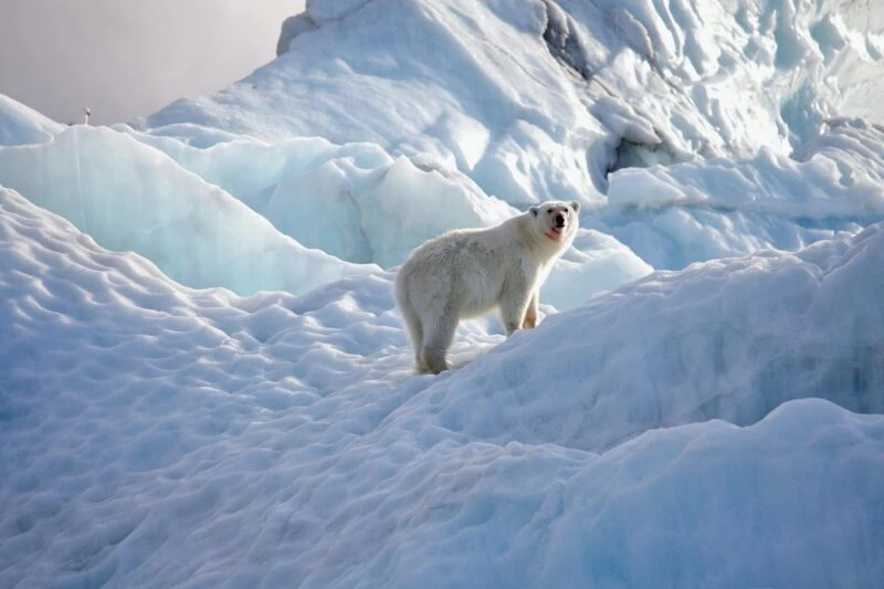 Polar bear in the Arctic