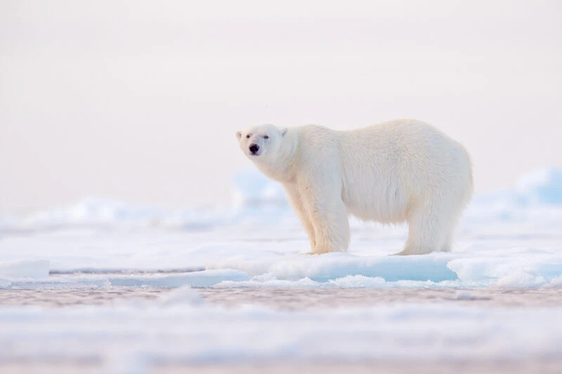 polar bear on the sea ice on an arctic