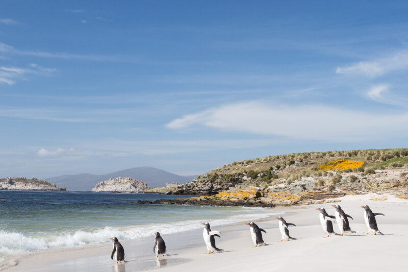 King Penguins on A Beach in the Falkland Islands