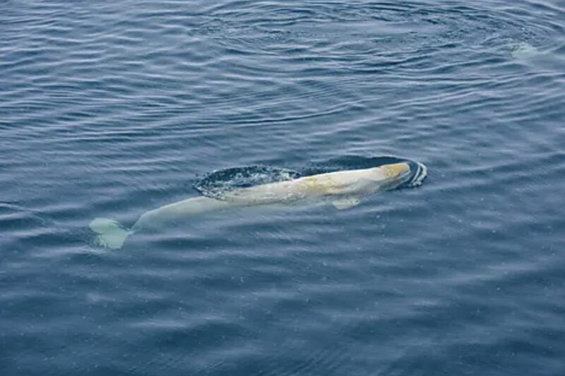 sailing st laurence gulf PONANT