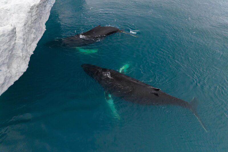 whales by an iceberg in Greenland