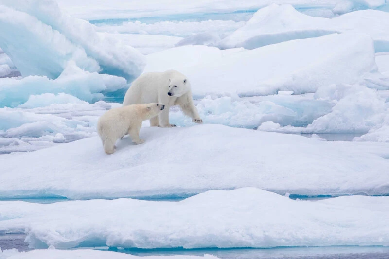 Polar bears on sea ice in the Arctic